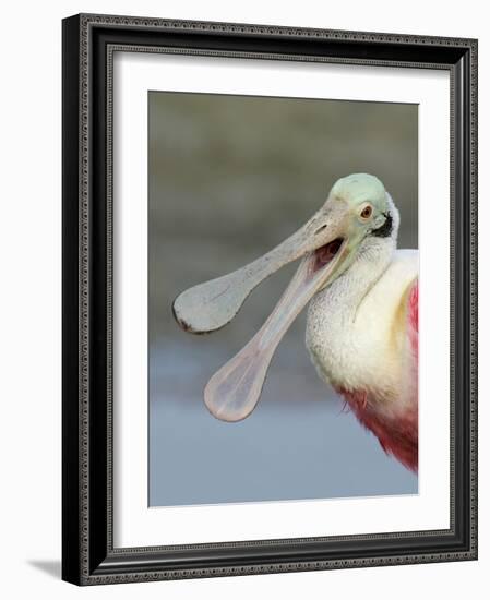 Portrait of Laughing Roseate Spoonbill with Bill Open, Fort De Soto Park, Florida, USA-Arthur Morris-Framed Photographic Print