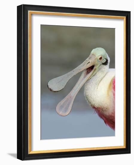 Portrait of Laughing Roseate Spoonbill with Bill Open, Fort De Soto Park, Florida, USA-Arthur Morris-Framed Photographic Print