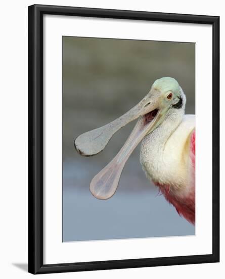 Portrait of Laughing Roseate Spoonbill with Bill Open, Fort De Soto Park, Florida, USA-Arthur Morris-Framed Photographic Print