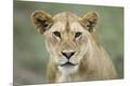 Premium Photographic Print