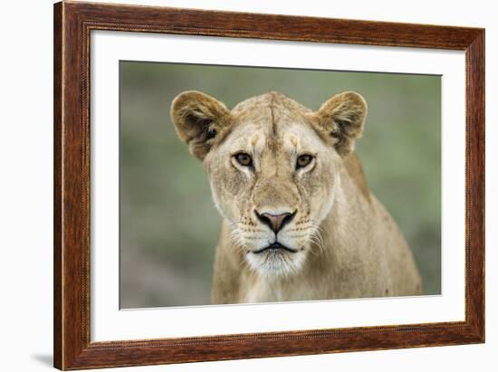 Portrait of Lioness-null-Framed Photographic Print