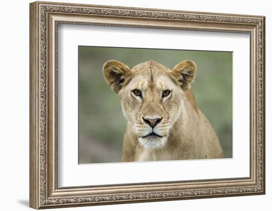 Portrait of Lioness-null-Framed Photographic Print