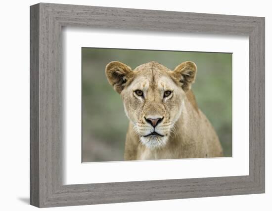 Portrait of Lioness-null-Framed Photographic Print