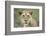 Portrait of Lioness-null-Framed Photographic Print