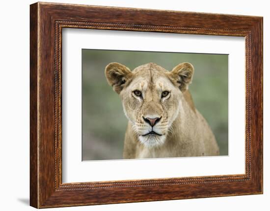 Portrait of Lioness-null-Framed Photographic Print