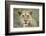 Portrait of Lioness-null-Framed Photographic Print