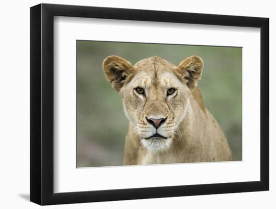 Portrait of Lioness-null-Framed Photographic Print