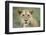 Portrait of Lioness-null-Framed Photographic Print