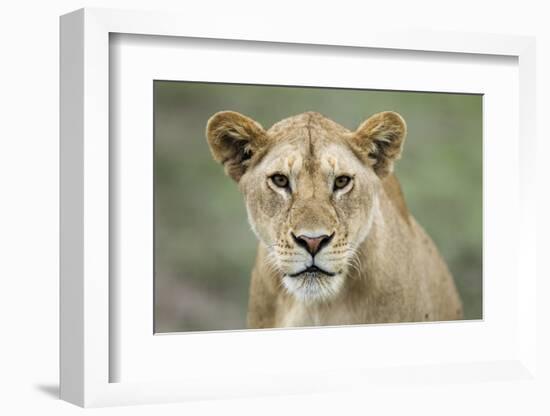 Portrait of Lioness-null-Framed Photographic Print