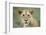 Portrait of Lioness-null-Framed Photographic Print