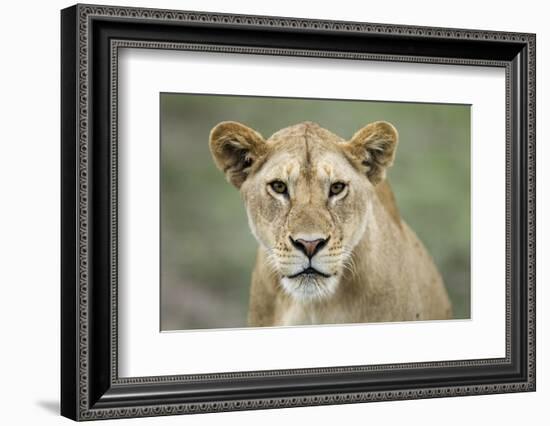 Portrait of Lioness-null-Framed Photographic Print