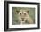 Portrait of Lioness-null-Framed Photographic Print