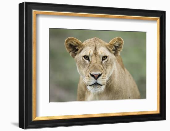 Portrait of Lioness-null-Framed Photographic Print