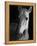 Portrait of Lippizaner Belvedere Napolitano-Karen Tweedy-Holmes-Framed Premier Image Canvas