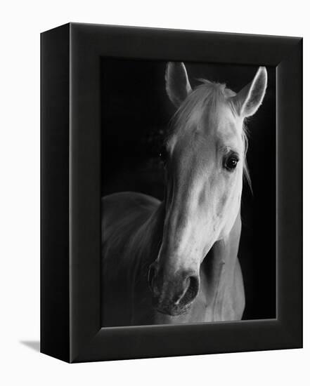 Portrait of Lippizaner Belvedere Napolitano-Karen Tweedy-Holmes-Framed Premier Image Canvas