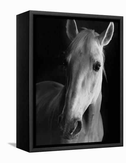 Portrait of Lippizaner Belvedere Napolitano-Karen Tweedy-Holmes-Framed Premier Image Canvas