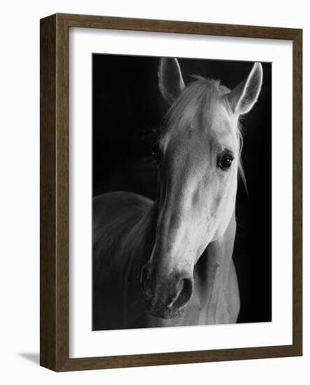 Portrait of Lippizaner Belvedere Napolitano-Karen Tweedy-Holmes-Framed Photographic Print