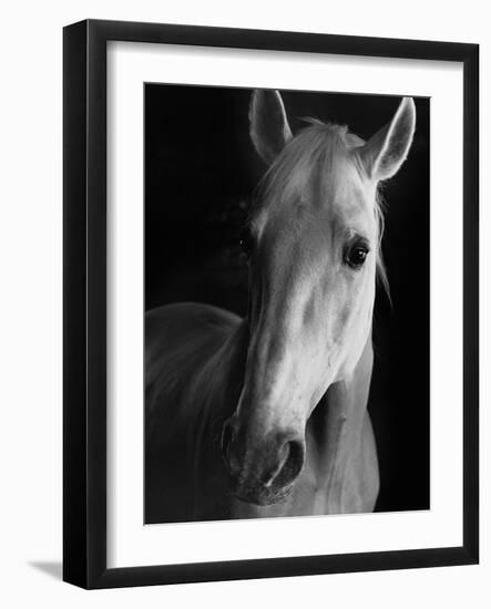 Portrait of Lippizaner Belvedere Napolitano-Karen Tweedy-Holmes-Framed Photographic Print