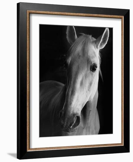 Portrait of Lippizaner Belvedere Napolitano-Karen Tweedy-Holmes-Framed Photographic Print