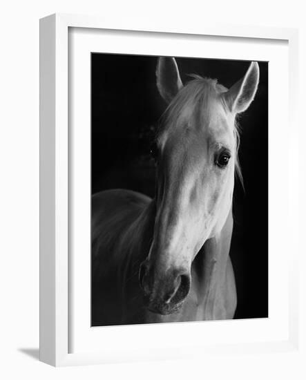 Portrait of Lippizaner Belvedere Napolitano-Karen Tweedy-Holmes-Framed Photographic Print