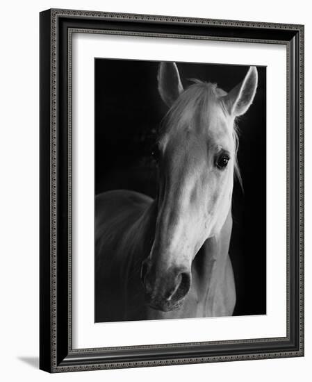 Portrait of Lippizaner Belvedere Napolitano-Karen Tweedy-Holmes-Framed Photographic Print