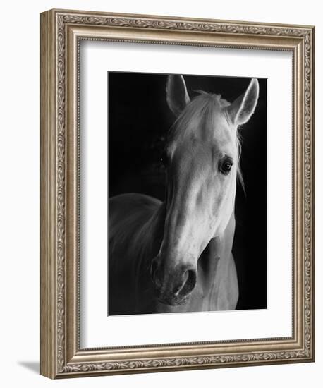 Portrait of Lippizaner Belvedere Napolitano-Karen Tweedy-Holmes-Framed Photographic Print