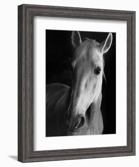 Portrait of Lippizaner Belvedere Napolitano-Karen Tweedy-Holmes-Framed Photographic Print