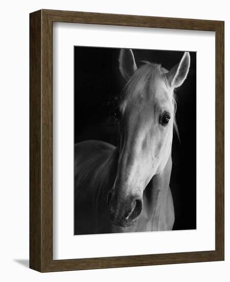 Portrait of Lippizaner Belvedere Napolitano-Karen Tweedy-Holmes-Framed Photographic Print