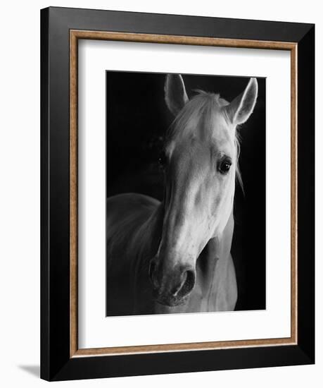 Portrait of Lippizaner Belvedere Napolitano-Karen Tweedy-Holmes-Framed Photographic Print