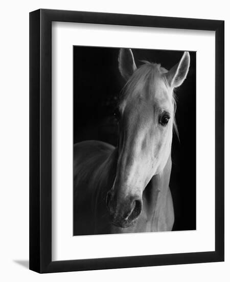 Portrait of Lippizaner Belvedere Napolitano-Karen Tweedy-Holmes-Framed Photographic Print