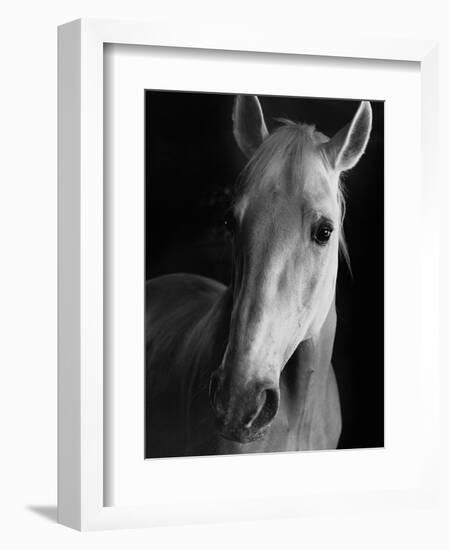 Portrait of Lippizaner Belvedere Napolitano-Karen Tweedy-Holmes-Framed Photographic Print