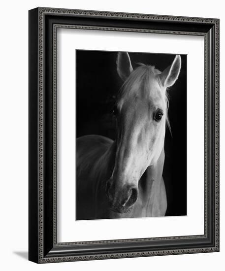 Portrait of Lippizaner Belvedere Napolitano-Karen Tweedy-Holmes-Framed Photographic Print