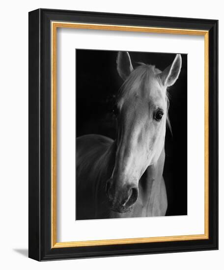 Portrait of Lippizaner Belvedere Napolitano-Karen Tweedy-Holmes-Framed Photographic Print