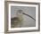 Portrait of Long-Billed Curlew at Fort De Soto Park, De Soto, Florida, USA-Arthur Morris-Framed Photographic Print