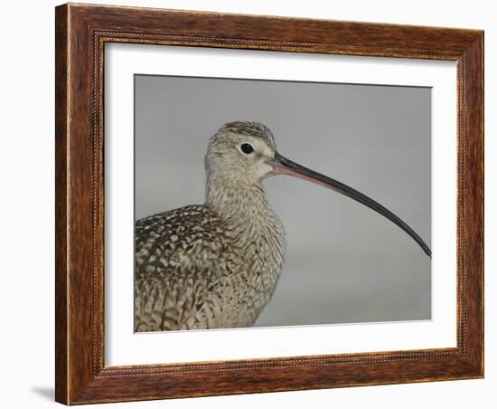 Portrait of Long-Billed Curlew at Fort De Soto Park, De Soto, Florida, USA-Arthur Morris-Framed Photographic Print