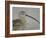 Portrait of Long-Billed Curlew at Fort De Soto Park, De Soto, Florida, USA-Arthur Morris-Framed Photographic Print