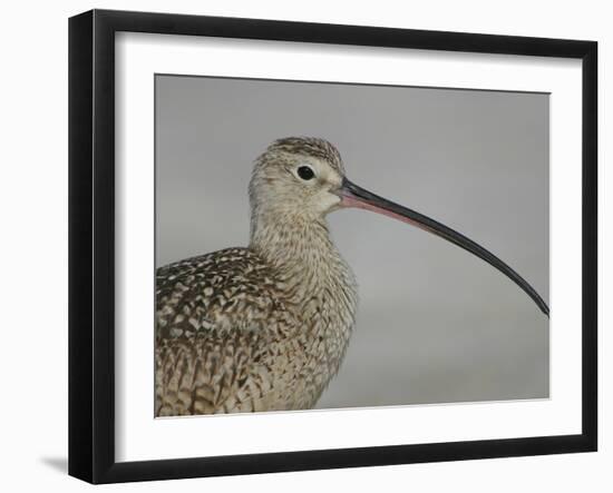 Portrait of Long-Billed Curlew at Fort De Soto Park, De Soto, Florida, USA-Arthur Morris-Framed Photographic Print