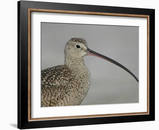 Portrait of Long-Billed Curlew at Fort De Soto Park, De Soto, Florida, USA-Arthur Morris-Framed Photographic Print