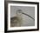 Portrait of Long-Billed Curlew at Fort De Soto Park, De Soto, Florida, USA-Arthur Morris-Framed Photographic Print