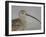 Portrait of Long-Billed Curlew at Fort De Soto Park, De Soto, Florida, USA-Arthur Morris-Framed Photographic Print