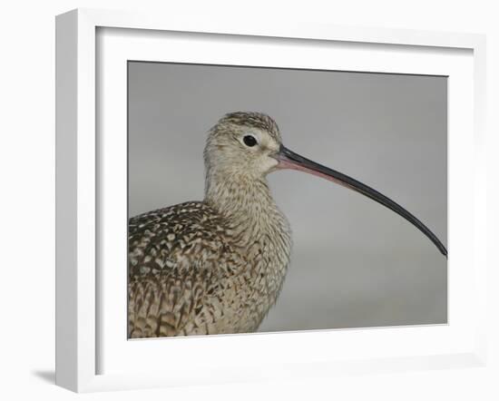 Portrait of Long-Billed Curlew at Fort De Soto Park, De Soto, Florida, USA-Arthur Morris-Framed Photographic Print