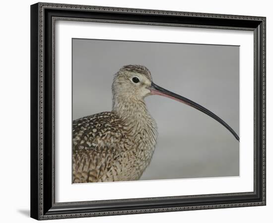 Portrait of Long-Billed Curlew at Fort De Soto Park, De Soto, Florida, USA-Arthur Morris-Framed Photographic Print