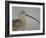 Portrait of Long-Billed Curlew at Fort De Soto Park, De Soto, Florida, USA-Arthur Morris-Framed Photographic Print