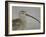 Portrait of Long-Billed Curlew at Fort De Soto Park, De Soto, Florida, USA-Arthur Morris-Framed Photographic Print