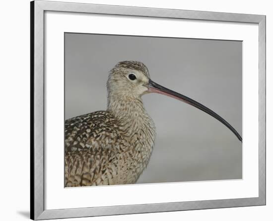 Portrait of Long-Billed Curlew at Fort De Soto Park, De Soto, Florida, USA-Arthur Morris-Framed Photographic Print