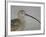 Portrait of Long-Billed Curlew at Fort De Soto Park, De Soto, Florida, USA-Arthur Morris-Framed Photographic Print