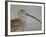 Portrait of Long-Billed Curlew at Fort De Soto Park, De Soto, Florida, USA-Arthur Morris-Framed Photographic Print