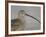 Portrait of Long-Billed Curlew at Fort De Soto Park, De Soto, Florida, USA-Arthur Morris-Framed Photographic Print