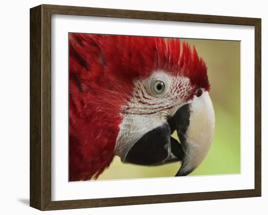 Portrait of Macaw, Lok Kawi Wildlife Park, Sabah, Borneo, Malaysia,Southeast Asia, Asia-Jochen Schlenker-Framed Photographic Print