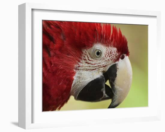 Portrait of Macaw, Lok Kawi Wildlife Park, Sabah, Borneo, Malaysia,Southeast Asia, Asia-Jochen Schlenker-Framed Photographic Print